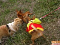 光头狗图片,萌态可掬的宠物新宠